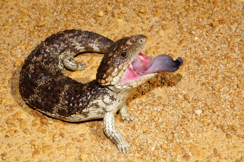 Tiliqua rugosa_anjahennern_shutterstock