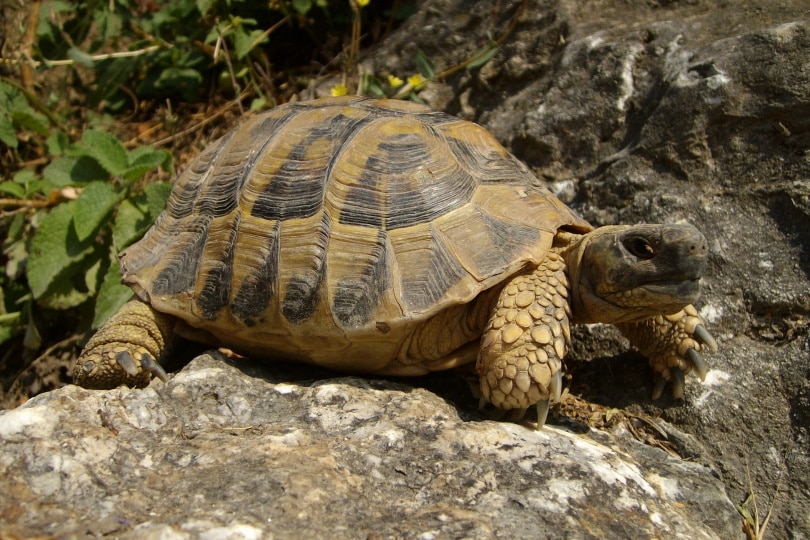 Read more about the article 19 увлекательных и забавных фактов о черепахах, которых вы не знали