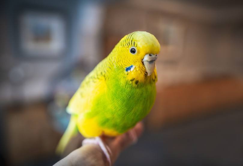 Read more about the article Сколько живут попугаи?  Средняя продолжительность жизни, данные и уход