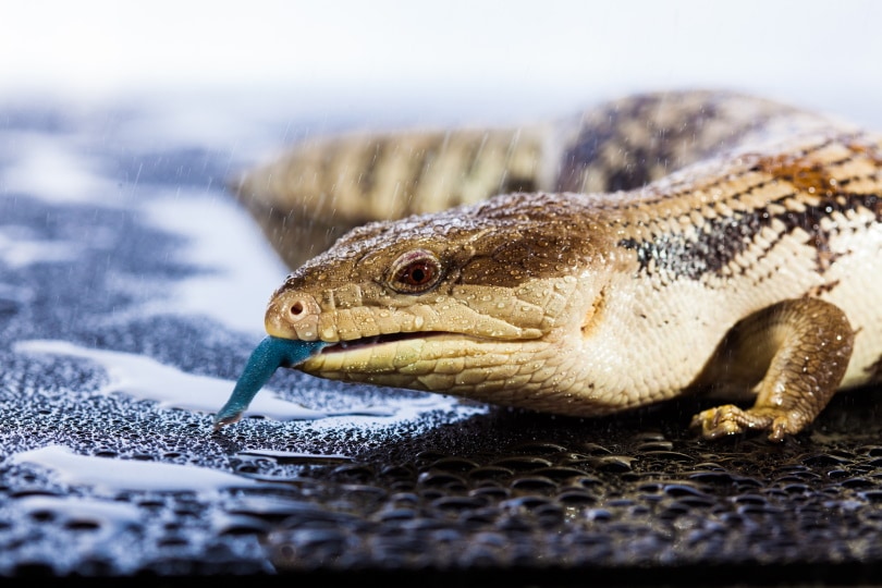 Read more about the article Продажа Blue Tongue Skinks в США: список заводчиков и советы на 2023 год