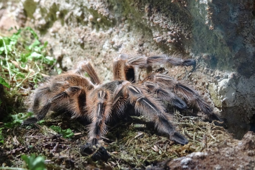 западная пустыня tarantula_nacht57_Pixabay