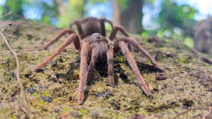 западная пустыня tarantula_jfwave_Pixabay