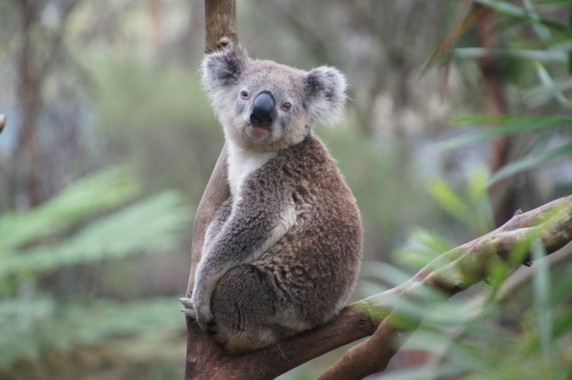 koala_Martin Str_Pixabay