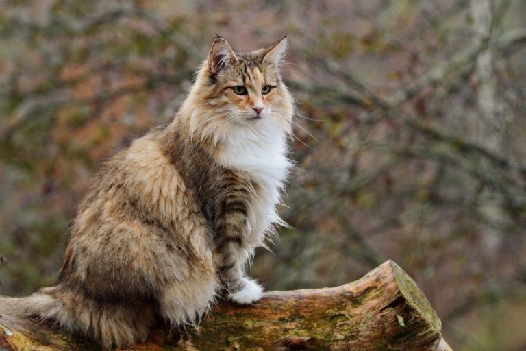 Норвежский лесной кот сидит на бревне