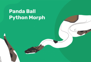 Read more about the article Panda Ball Python Morph: особенности, история и уход (с иллюстрациями)