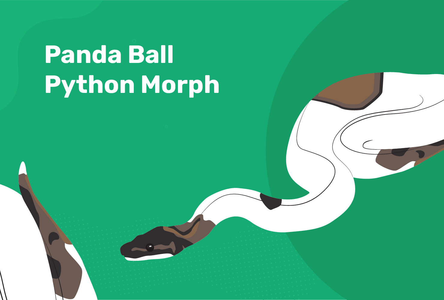 You are currently viewing Panda Ball Python Morph: особенности, история и уход (с иллюстрациями)