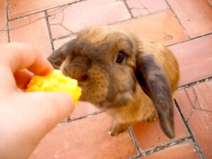 Read more about the article Можно ли кроликам есть персики?  Что тебе нужно знать!