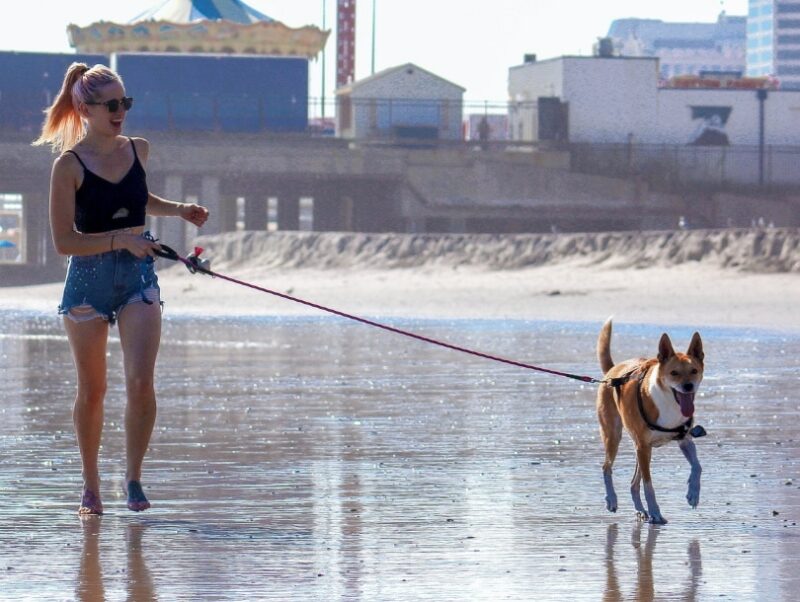 Read more about the article 10 лучших пляжей для собак в округе Ориндж, Калифорния, в 2023 году: места для прогулок без поводка и на поводке