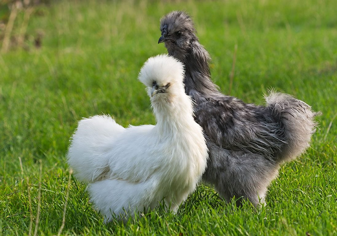 Read more about the article 10 цветов Silkie Chicken (с иллюстрациями)