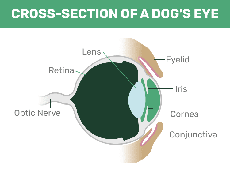 Поперечный разрез глаза собаки