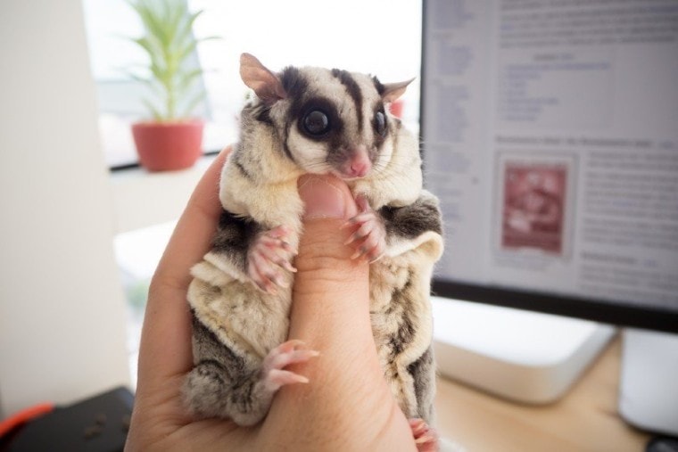 Sugar Glider_Rachata Teyparsit, Shutterstock