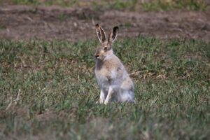 Read more about the article Информация о породе кролика-антилопы: фотографии, особенности и факты