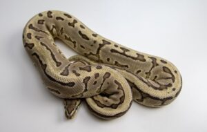 Read more about the article Ghost Ball Python Morph: факты, фотографии, руководство по внешнему виду и уходу