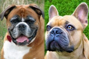 Read more about the article Banter Bulldogge (смесь боксера и бульдога): порода: фотографии, руководство по уходу и особенности