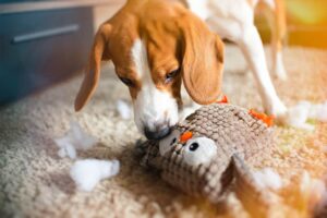 Read more about the article Как научить собаку не ломать игрушки (6 эффективных методов)
