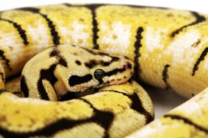 Read more about the article Bumblebee Ball Python Morph: факты, руководство по внешнему виду и уходу (с иллюстрациями)