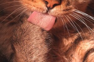 Read more about the article 7 увлекательных фактов о языке вашей кошки (вы никогда не знали!)