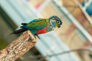 Read more about the article Как выбрать правильный размер клетки для Conure птиц