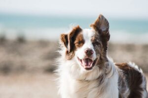 Read more about the article 12 лучших пляжей для собак в Сиднее, Австралия: куда пойти на поводке и без поводка