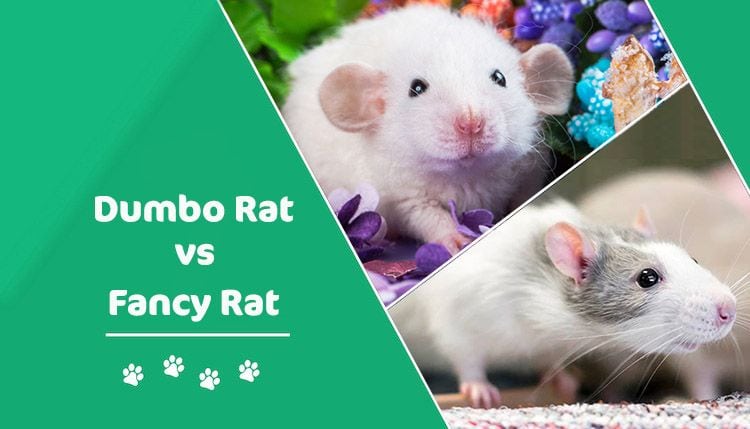 Read more about the article Dumbo Rat против Fancy Rat: в чем разница?  (с картинками)