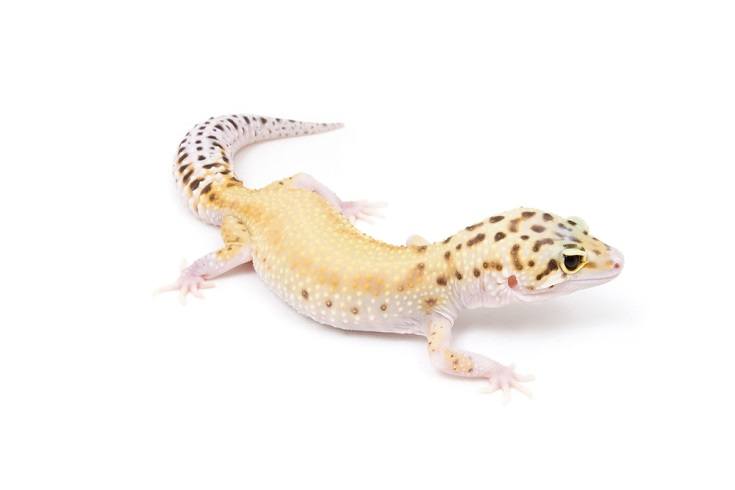 Read more about the article Eclipse Leopard Gecko: факты, информация и руководство по уходу (с иллюстрациями)