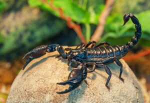 Read more about the article Что едят скорпионы в дикой природе и в качестве домашних животных?