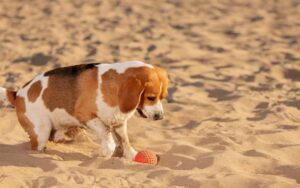 Read more about the article Почему собаки закапывают свои игрушки?  (10 возможных причин)