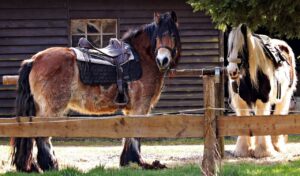 Read more about the article О чем был сайт Equusite Horse?