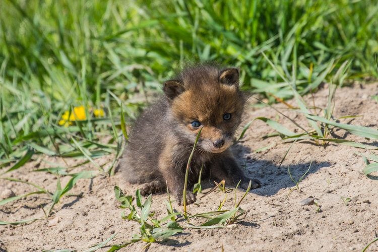 Read more about the article Fox Cubs 101: этапы роста, кормление и уход