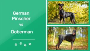 Read more about the article Немецкий пинчер против добермана: какой из них мне подходит?