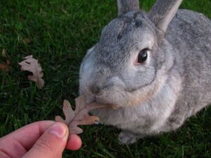 Read more about the article Информация о породе гигантских кроликов Шиншилла: фотографии, особенности и факты