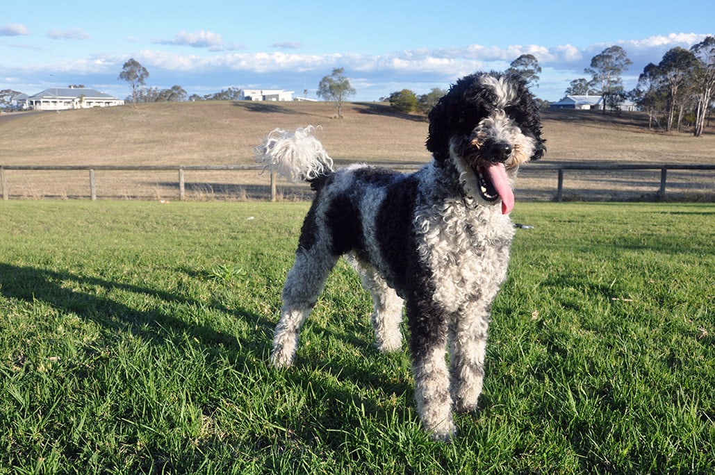 You are currently viewing Порода собак Giant Schnoodle: информация, фотографии, руководство по уходу и многое другое!