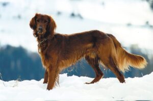 Read more about the article Золотая ирландская порода собак: фотографии, руководство, информация и уход!