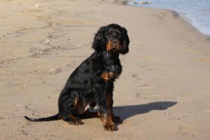 Read more about the article Gordon Setter: полное руководство, информация, фотографии, уход и многое другое!