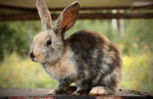 Read more about the article Готландский кролик: факты, продолжительность жизни, поведение и уход (с иллюстрациями)