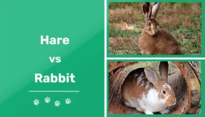 Read more about the article Заяц против кролика: в чем разница?  (с картинками)