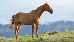 Read more about the article ДМСО для лошадей: все, что вам нужно знать