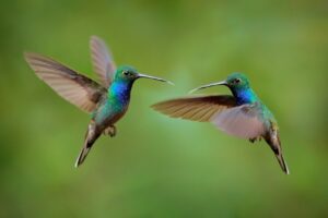 Read more about the article Делают ли колибри замечательных домашних животных?  Что тебе нужно знать!