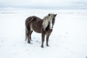 Read more about the article 5 пород лошадей, которые прекрасно себя чувствуют в холодную погоду (с иллюстрациями)