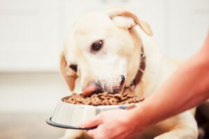 Read more about the article 7 золотых правил кормления собаки: советы экспертов