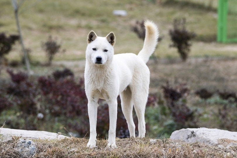 Корейско-Jindo_jamongcreator_shutterstock