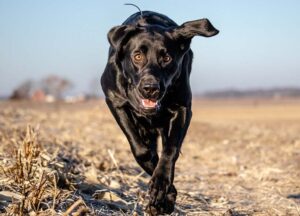 Read more about the article Lab Rottweiler Mix: полное руководство, информация, фотографии, уход и многое другое!