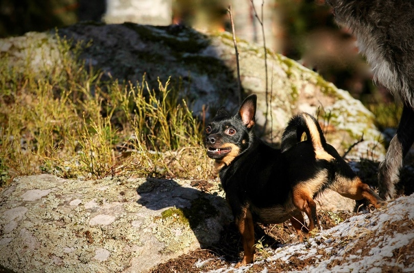 You are currently viewing Lancashire Heeler: полное руководство, информация, фотографии, уход и многое другое!