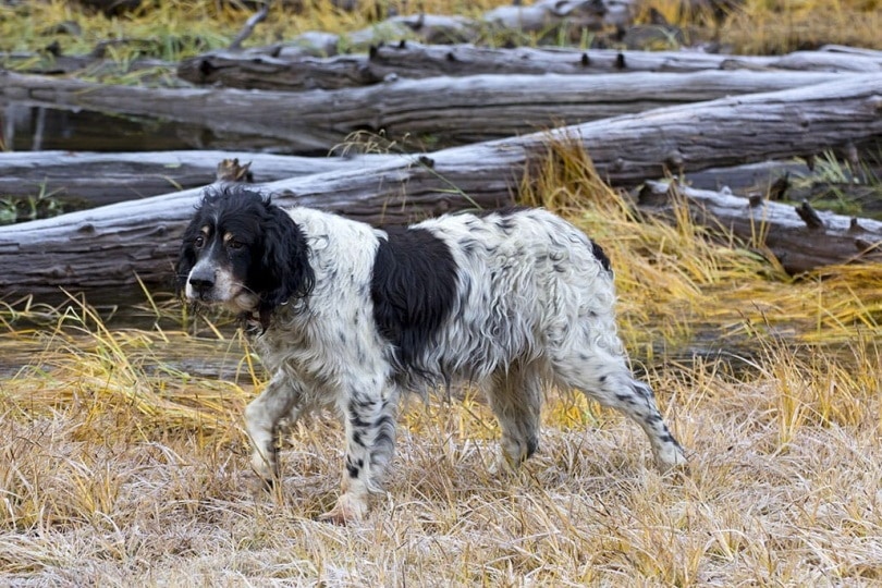 You are currently viewing Llewellin Setter: полное руководство, информация, фотографии, уход и многое другое!