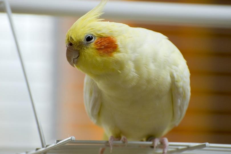 You are currently viewing Lutino Cockatiel Bird — Руководство по характеру, диете и уходу (с иллюстрациями)