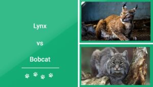 Read more about the article Lynx против Bobcat — что отличает их?  (с картинками)