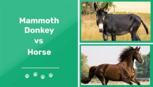Read more about the article Мамонт осел против лошади: чем они отличаются?
