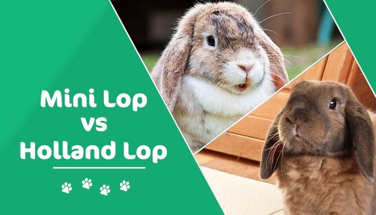 Read more about the article Mini Lop и Holland Lop: в чем разница?  (с картинками)