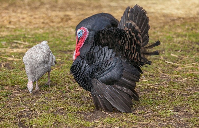 Black turkey