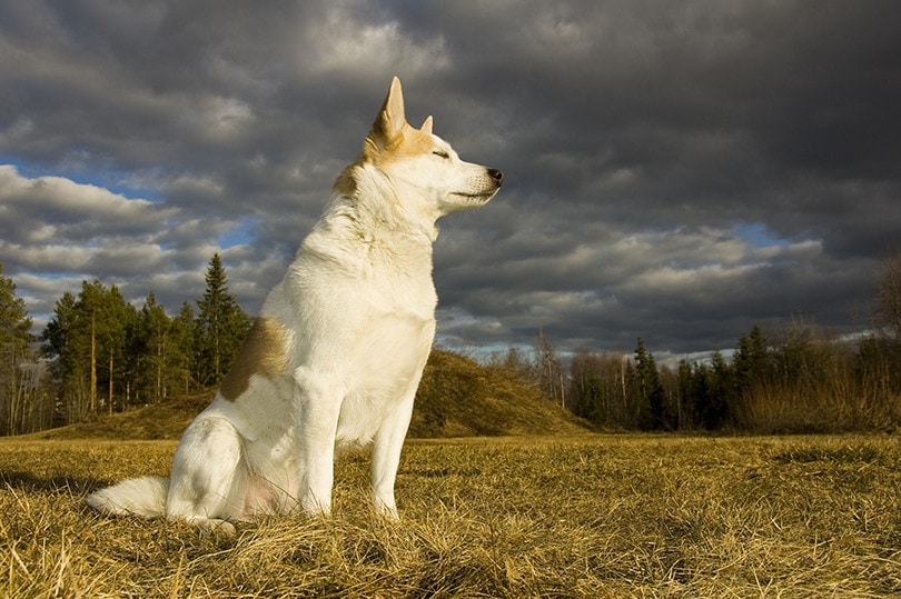 You are currently viewing Norrbottenspets: полное руководство, информация, фотографии, уход и многое другое!